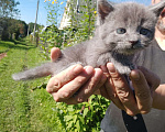 Кошки в Нижнем Новгороде: Серо-голубой котёнок мальчик 5 недель Мальчик, 25 руб. - фото 4