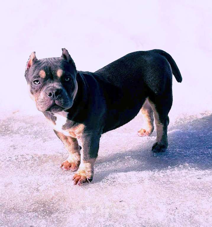 Собаки в Люберцах: Девочка- булли Девочка, 80 000 руб. - фото 3