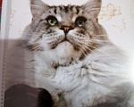 Кошки в Лысково: Котята Мейн-куна, 6 000 руб. - фото 7