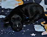 Собаки в Электростали: Керри Блю Терьер Мальчик, 55 000 руб. - фото 7