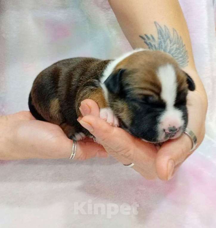 Собаки в Москве: Шикарная малышка амстаффа  Девочка, 80 000 руб. - фото 6