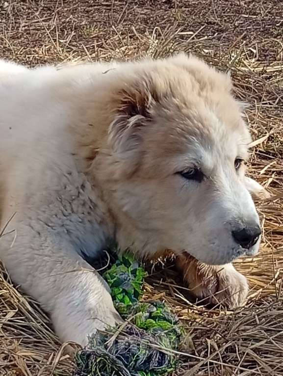 Собаки в Печоре: Девочка САО Девочка, 50 000 руб. - фото 5