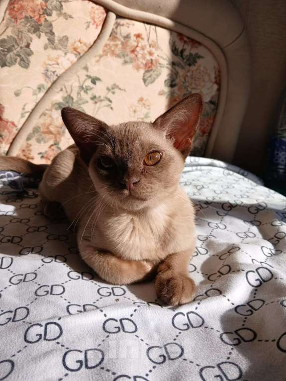 Кошки в Москве: Европейская Бурма Авдотья Девочка, 170 000 руб. - фото 4