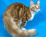 Кошки в Дедовске: Мейн-кун кот Федот Мальчик, 45 000 руб. - фото 5