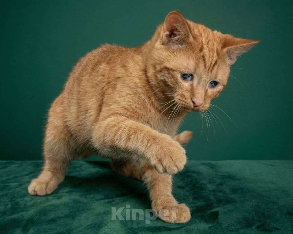 Кошки в Москве: Юки ищет дом Мальчик, Бесплатно - фото 2