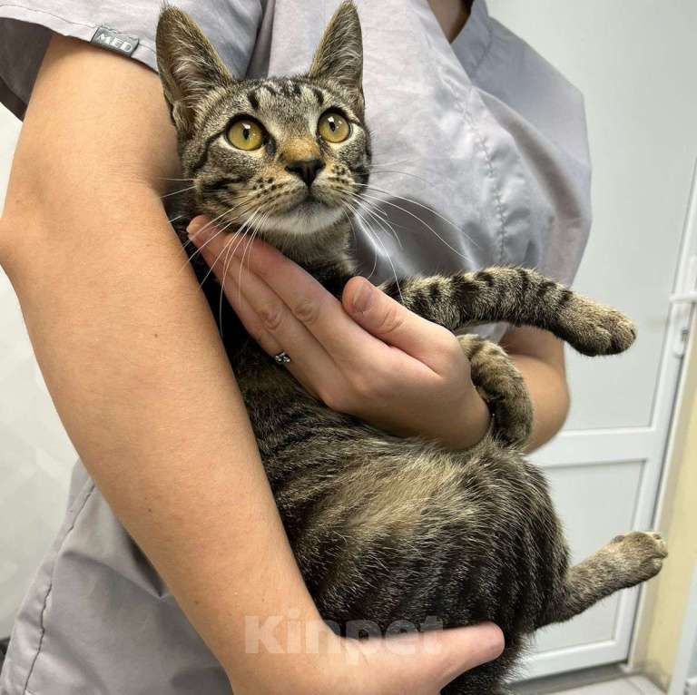 Кошки в Москве: История одного полосатого котика, которому очень нужен дом Мальчик, Бесплатно - фото 5