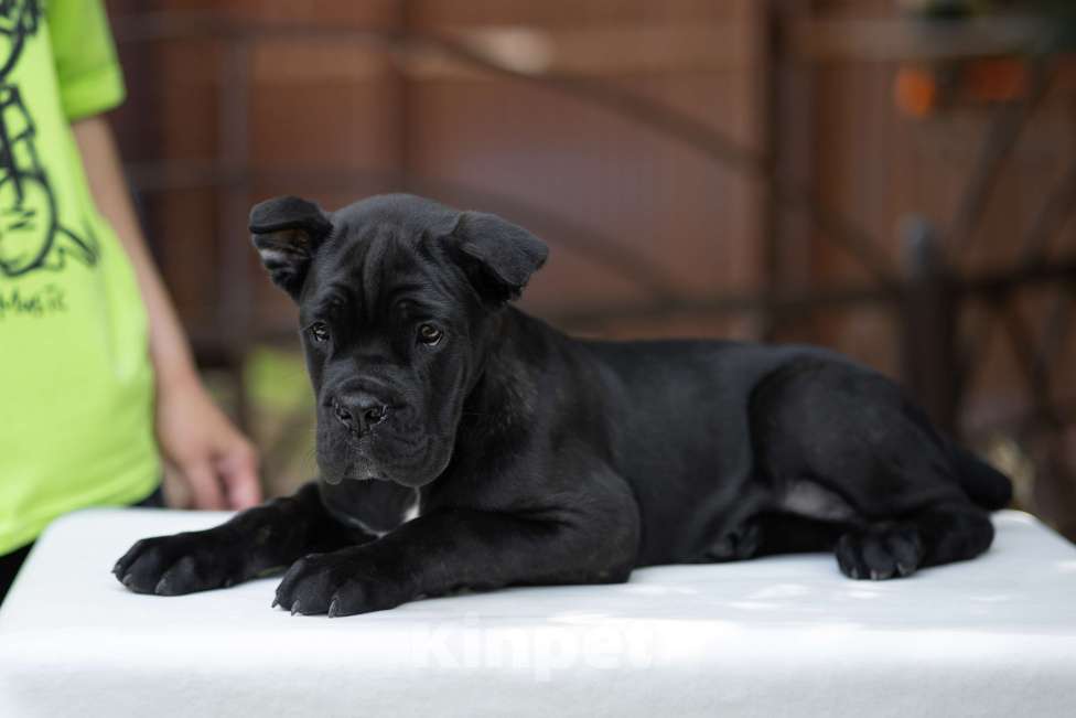 Собаки в Краснодаре: Кане корсо щенки Мальчик, Бесплатно - фото 3