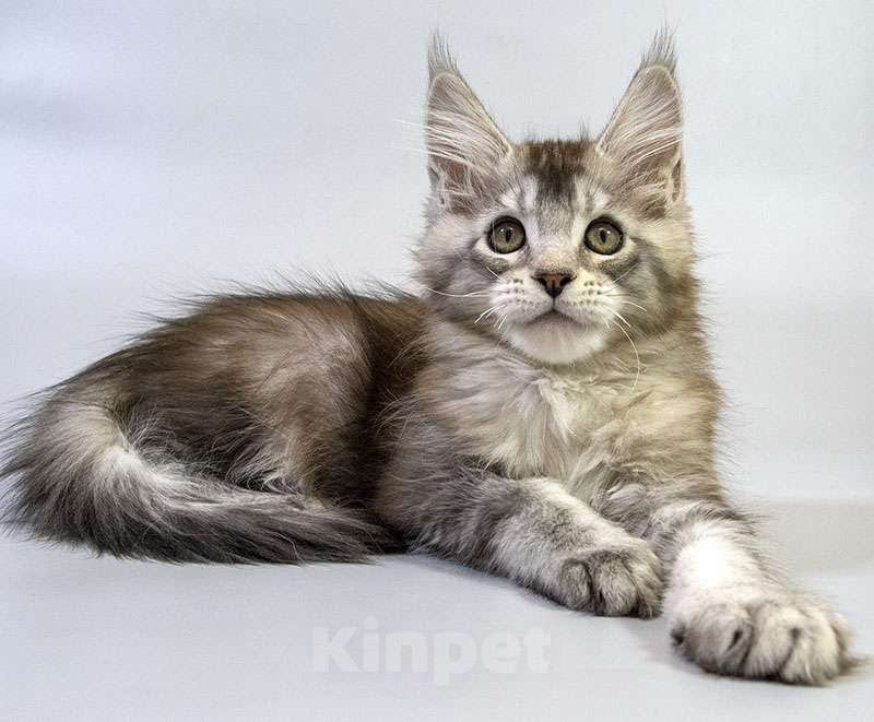 Кошки в Москве: Котенок Мейн Кун Мальчик, Бесплатно - фото 3