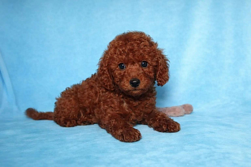 Тедди пудель