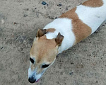 Собаки в Конаково: Потерялся Джек Рассел терьер  Девочка, Бесплатно - фото 2