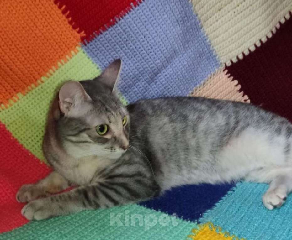 Кошки в Москве: Стеша, некрасивая девчушка. Молодая кошка в добрые руки. Девочка, Бесплатно - фото 7