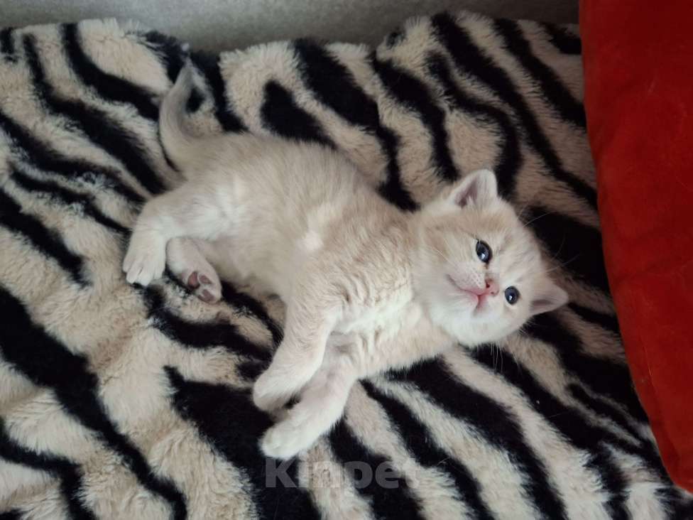 Кошки в Москве: Шотландские котята Разнополые, 30 000 руб. - фото 4