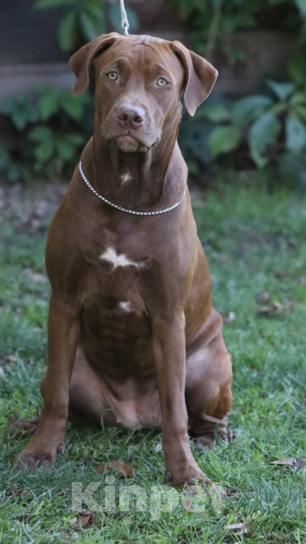 Собаки в Москве: Щенок Прайтера Девочка, 80 000 руб. - фото 2