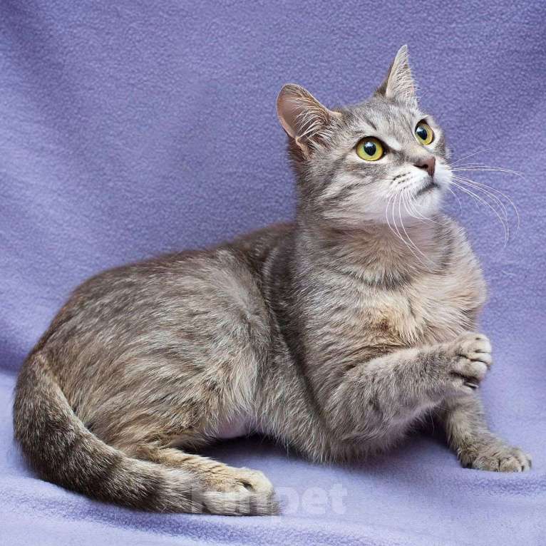 Кошки в Москве: Серебристая кошечка Тереза Девочка, Бесплатно - фото 4