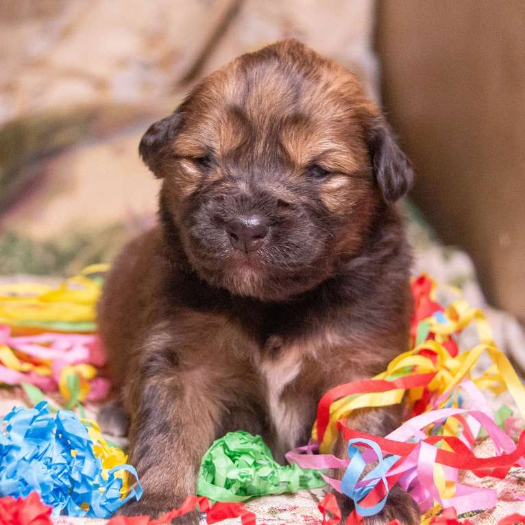 Собаки в Москве: Байра Девочка, Бесплатно - фото 10