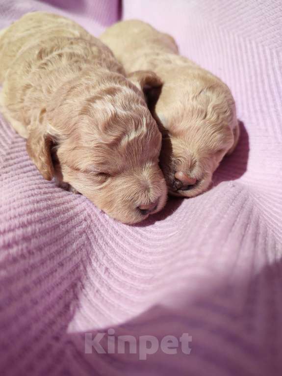 Собаки в Новомосковске: Щенки той /миниатюрный пудель Мальчик, 45 000 руб. - фото 6
