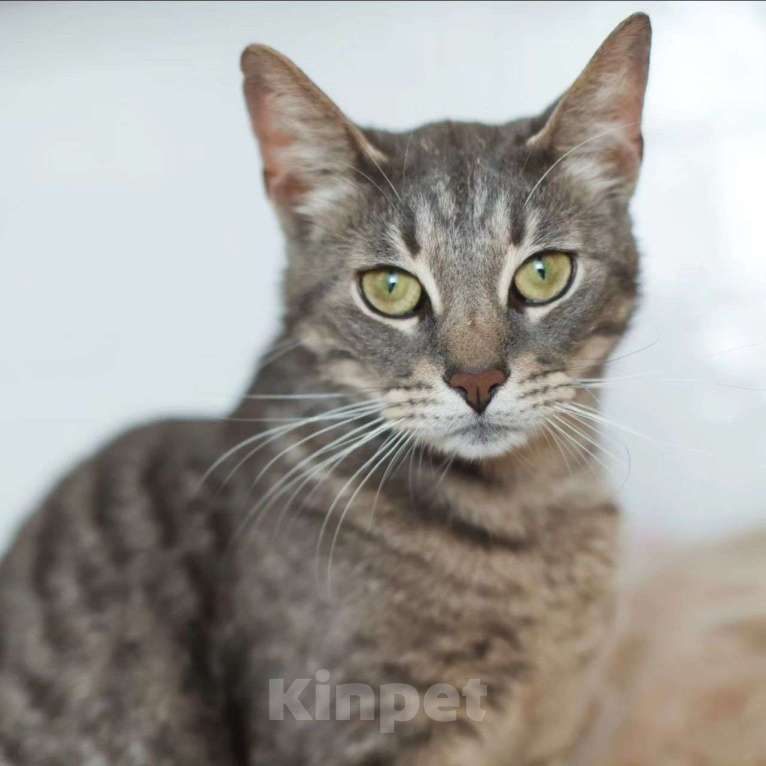 Кошки в Москве: Самый ласковый котик Марсель Мальчик, Бесплатно - фото 4