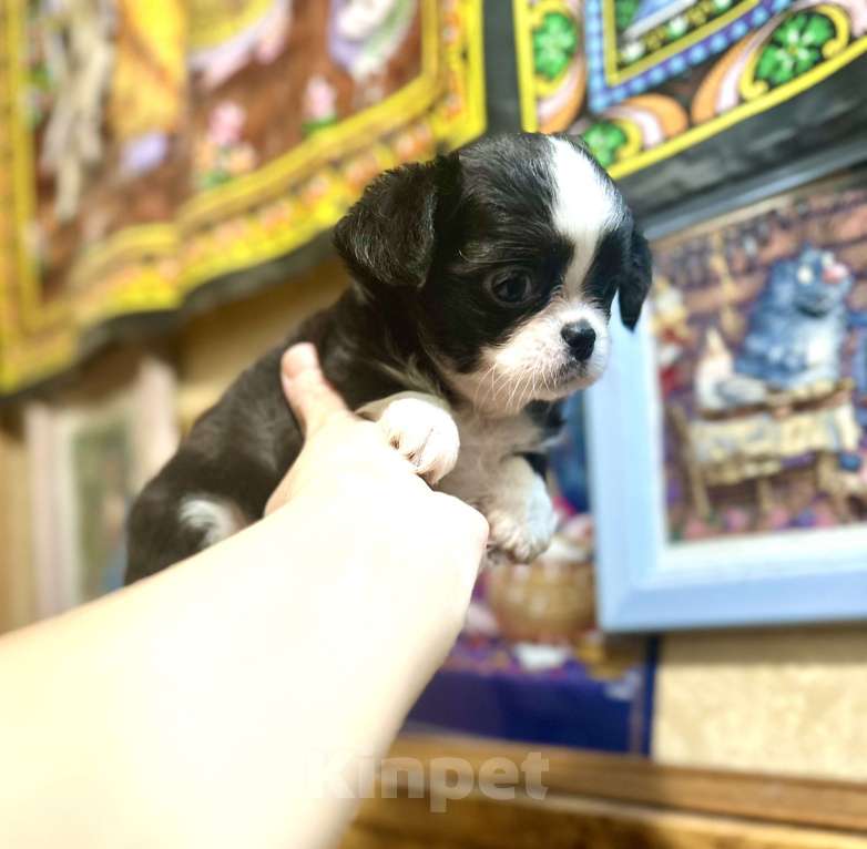 Собаки в Ростове-на-Дону: Мальчики чихуахуа Мальчик, 20 000 руб. - фото 1