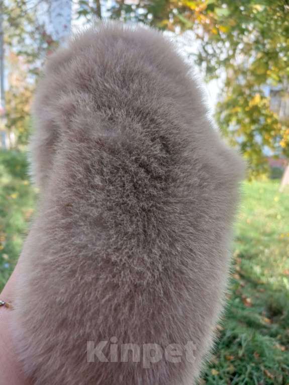 Собаки в Нижнем Новгороде: лиловая девочка Девочка, 30 000 руб. - фото 3