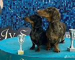 Собаки в Химках: Такса Страндартная гладкошерстная вязка Мальчик, 1 руб. - фото 5