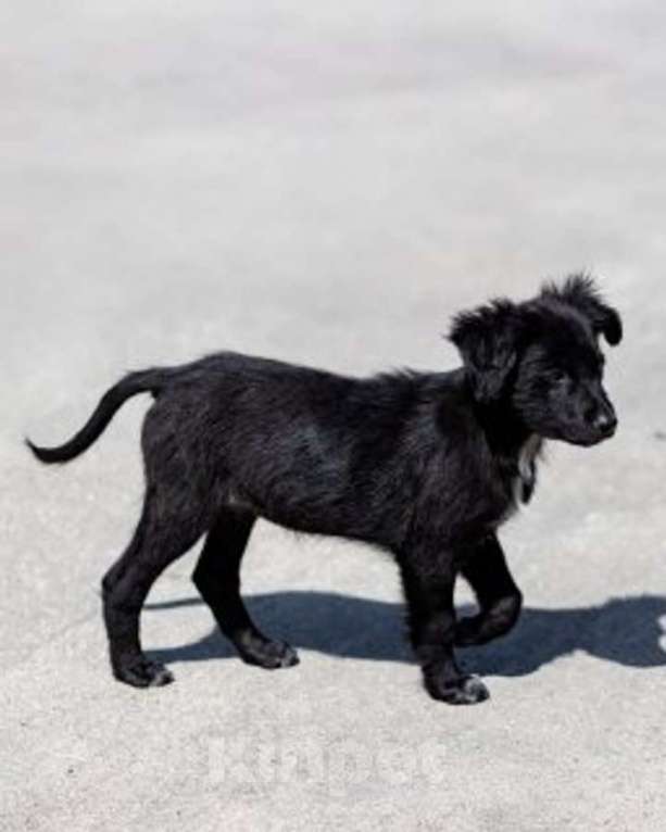 Собаки в Москве: Щеночки ищут дом. Девочка, Бесплатно - фото 9