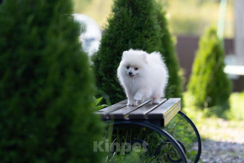 Собаки в других городах Московской области: Девочка Тоша Девочка, 35 000 руб. - фото 7