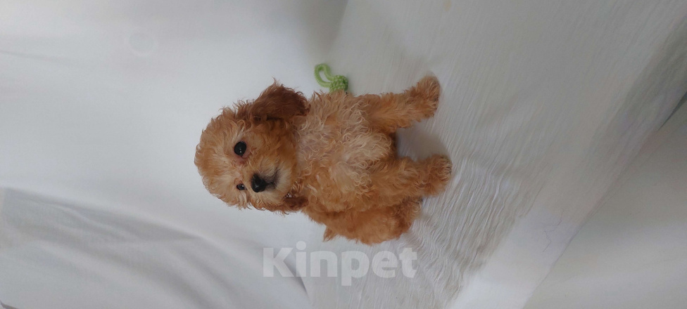 Собаки в Ростове-на-Дону: Той-пудель, девочка и мальчик мраморный абрикос продам Мальчик, 150 000 руб. - фото 3