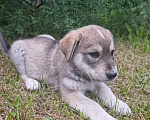 Собаки в Электростали: Щенок добряк Мальчик, Бесплатно - фото 1