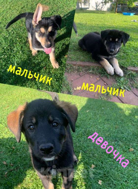 Собаки в других городах Московской области: Щенки в добрые руки Мальчик, Бесплатно - фото 1