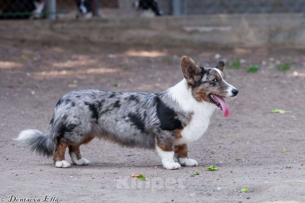 Собаки в других городах Московской области: Мраморный редкий голубоглазый кобель Пикассо Мальчик, 30 000 руб. - фото 2