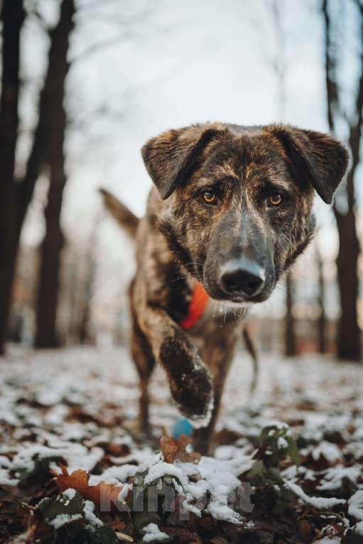 Собаки в Москве: Роскошный Элвин ищет дом! Мальчик, Бесплатно - фото 1