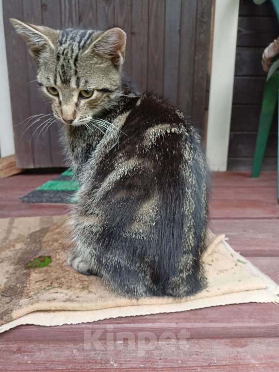 Кошки в Санкт-Петербурге: Отдаю в добрые руки Мальчик, Бесплатно - фото 2