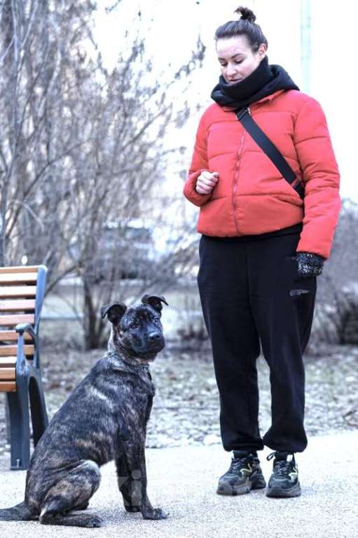 Собаки в Москве: Джессика ищет дом Девочка, 1 руб. - фото 5