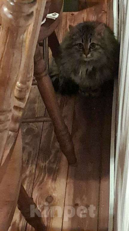 Кошки в Калуге: Котёнок Мальчик, Бесплатно - фото 3