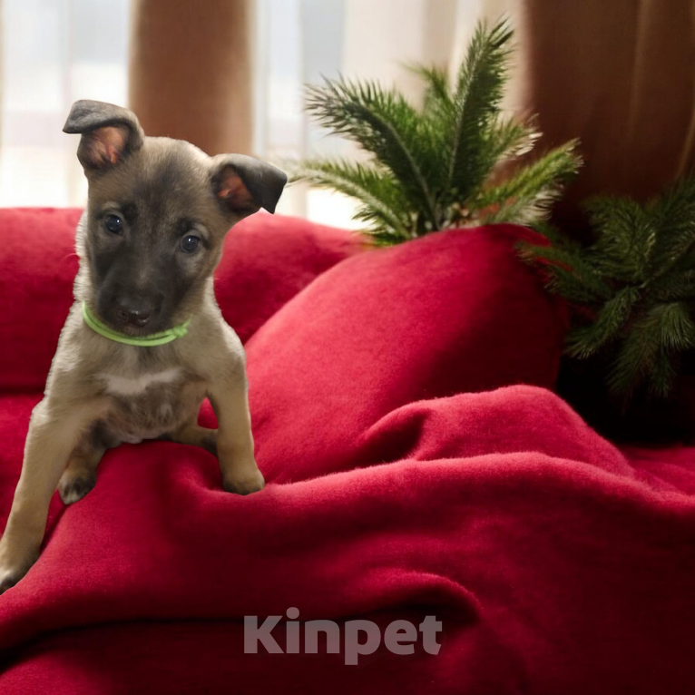 Собаки в Москве: Прекрасные щенки Голландской овчарки Девочка, 80 000 руб. - фото 6