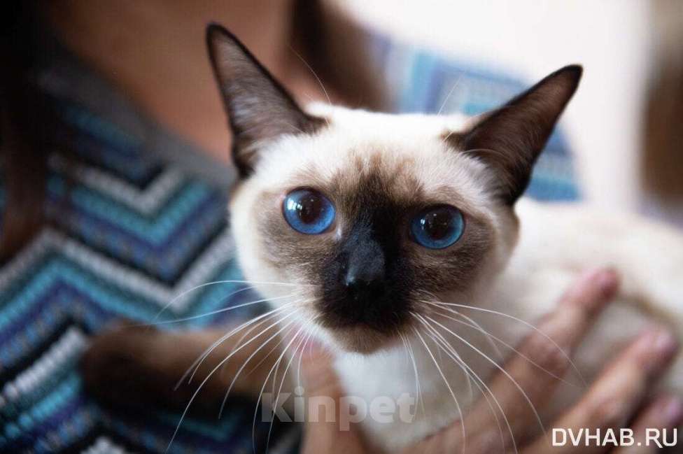 Кошки в Хабаровске: Тайский котик Мальчик, 45 000 руб. - фото 8