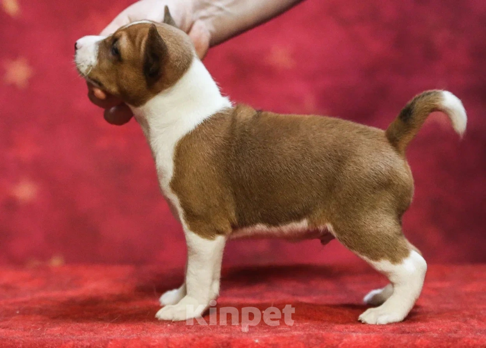 Собаки в Санкт-Петербурге: Мальчик мимишка Мальчик, Бесплатно - фото 2