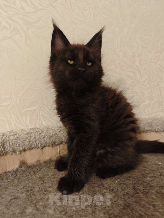 Кошки в Челябинске: Котята мейн-кун Мальчик, 40 000 руб. - фото 4