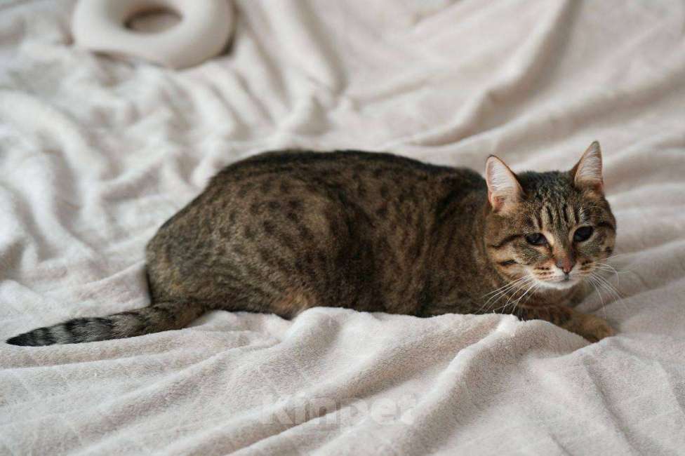 Кошки в Москве: Кошечка Соня ищет дом!  Девочка, Бесплатно - фото 6