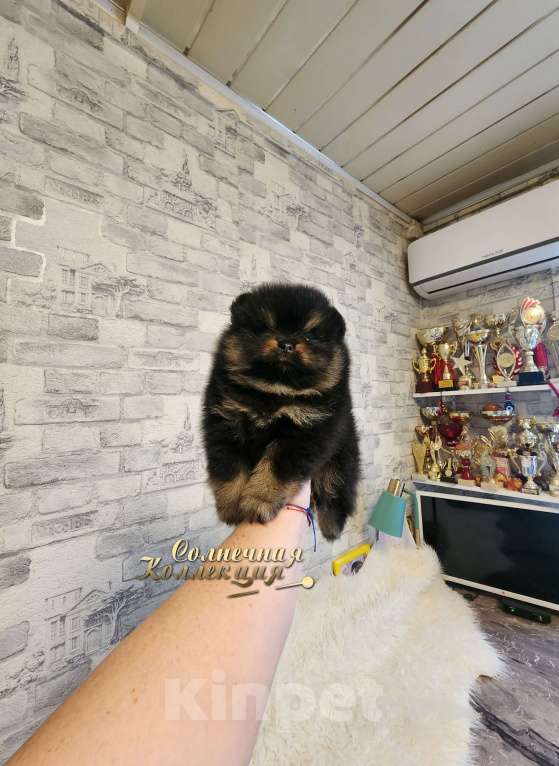 Собаки в Москве: Черно подпалый мальчик померанского шпица Мальчик, Бесплатно - фото 1