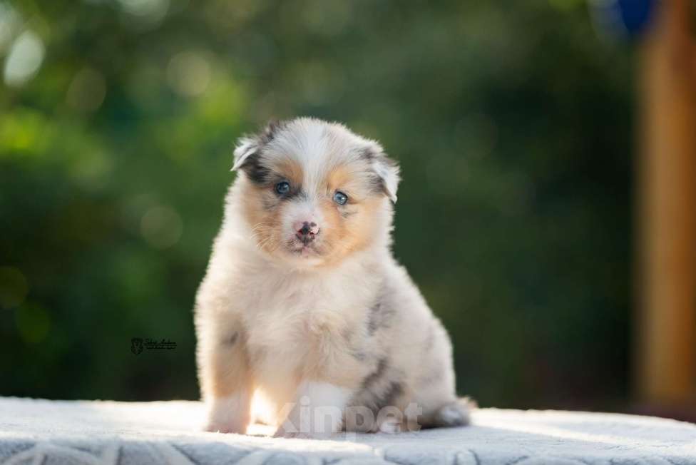 Собаки в Москве: австралийская овчарка аусси Мальчик, 120 000 руб. - фото 2