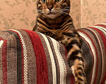 Кошки в Санкт-Петербурге: Бенгальский котенок на продажу Мальчик, 80 000 руб. - фото 3