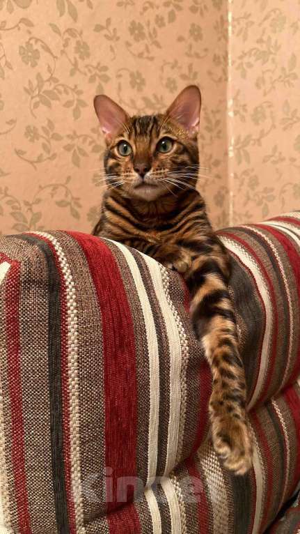Кошки в Санкт-Петербурге: Бенгальский котенок на продажу Мальчик, 80 000 руб. - фото 3