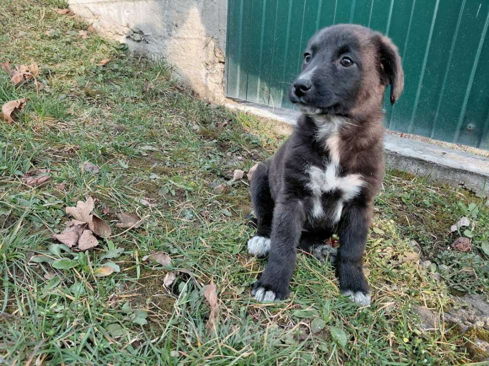 Собаки в Санкт-Петербурге: Маленький модный щенок Девочка, Бесплатно - фото 3