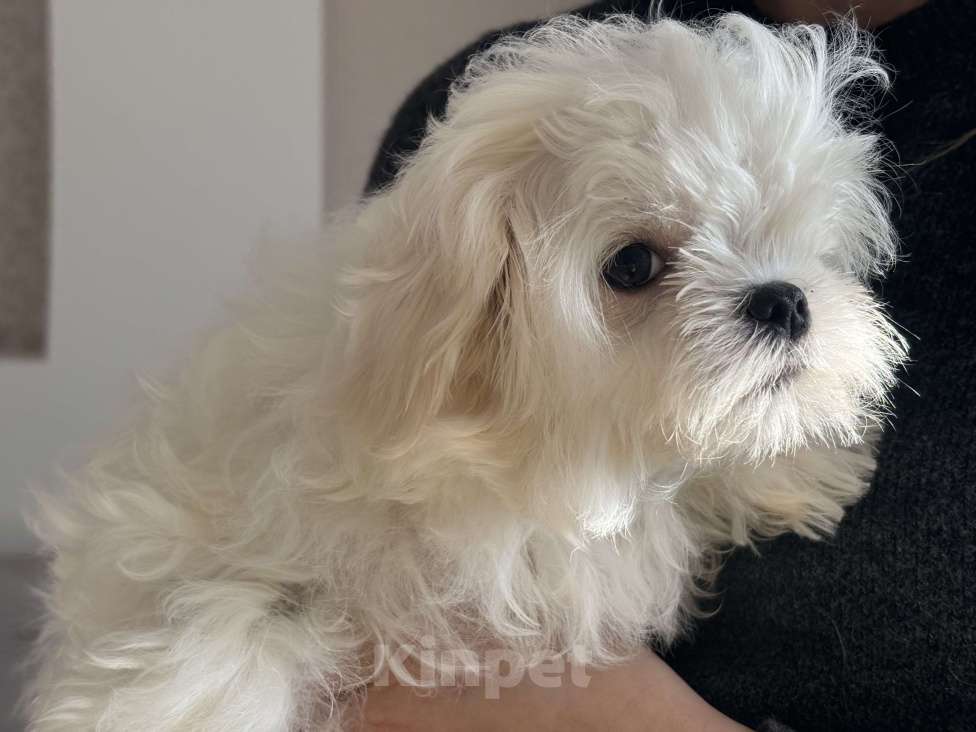 Собаки в Москве: Мальтезе мини девочка, 5 мес, 1 кг Девочка, 90 000 руб. - фото 1