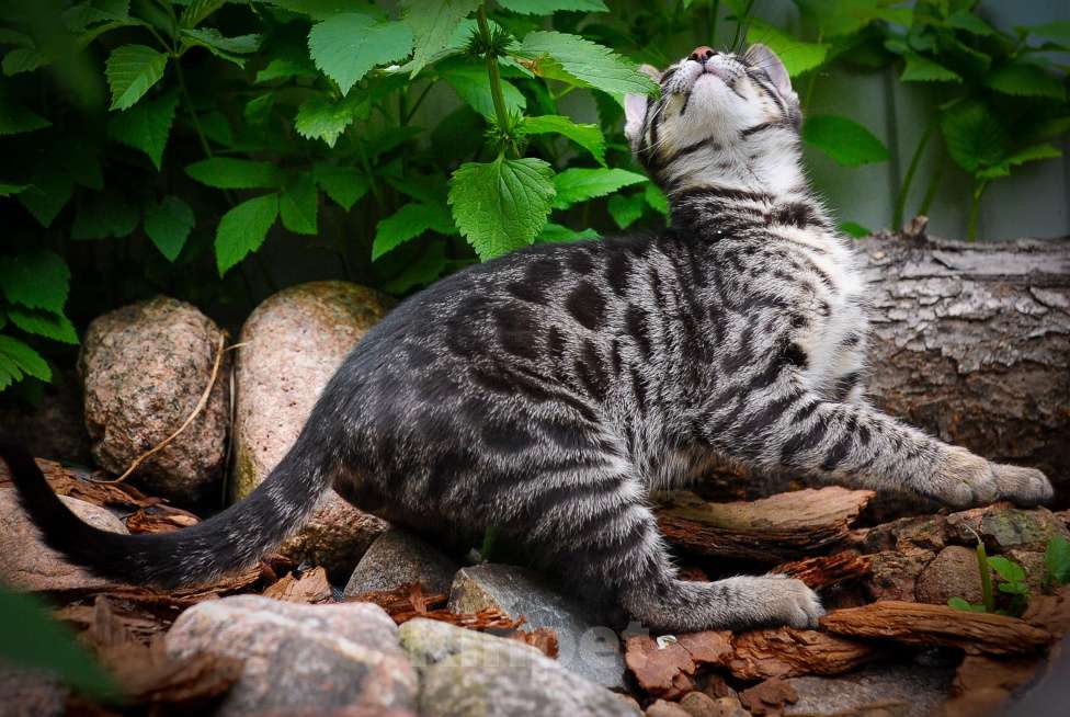 Кошки в Москве: Бенгальский котенок серебро Девочка, Бесплатно - фото 8