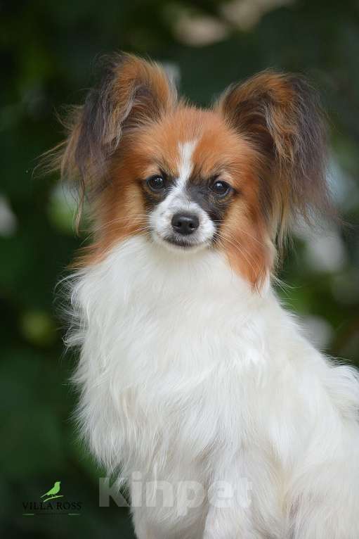 Собаки в Самаре: Продам щенка  папильона Мальчик, Бесплатно - фото 4