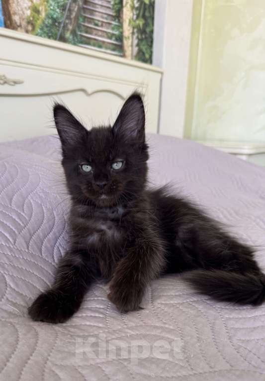 Кошки в Краснодаре: Девочка Мейн-кун Девочка, 45 000 руб. - фото 6