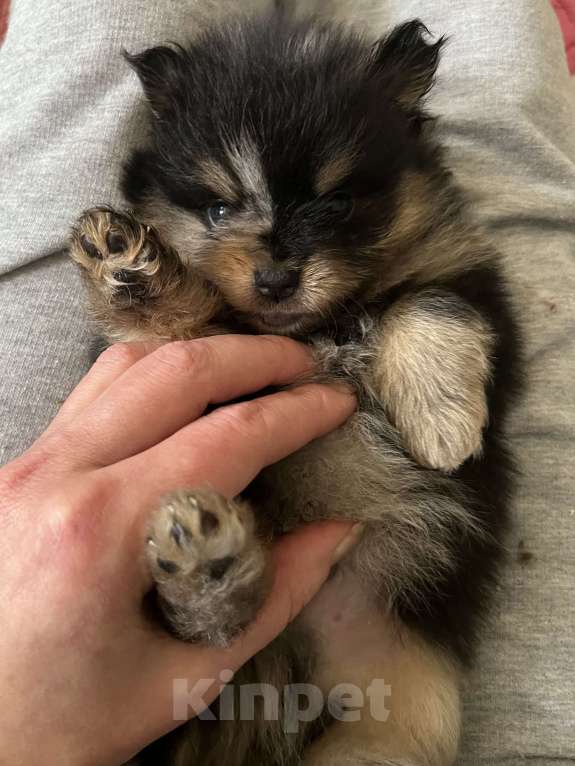 Собаки в Туле: Мраморные с подпалом щенки шпица Разнополые, Бесплатно - фото 7