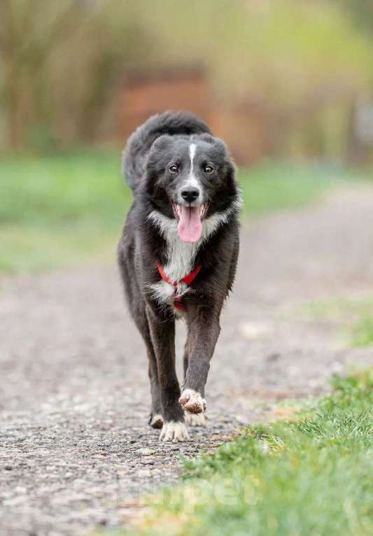 Собаки в Домодедово: Метис бордер колли Арчи ищет хозяев Мальчик, Бесплатно - фото 3